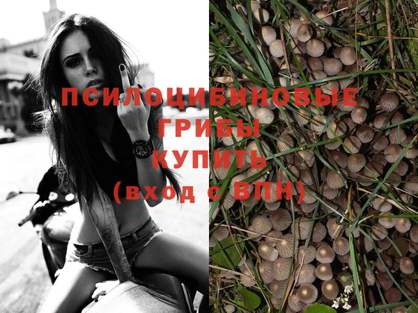 прущие грибы Алексеевка