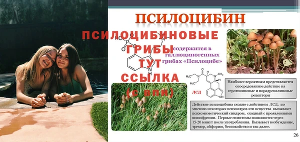 стафф Алзамай