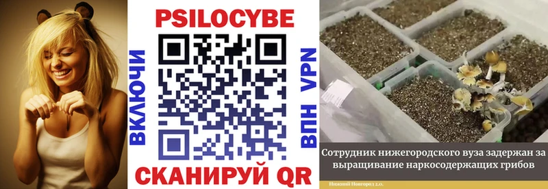 мориарти формула Пучеж Галлюциногенные грибы Psilocybine cubensis где продают